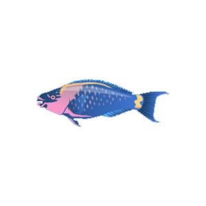 Palenose Parrotfish